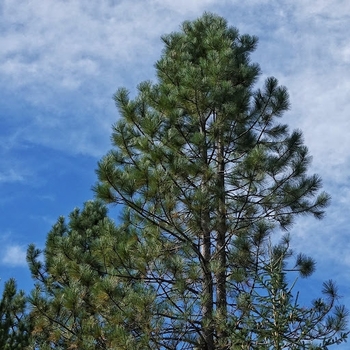 Pinus ponderosa