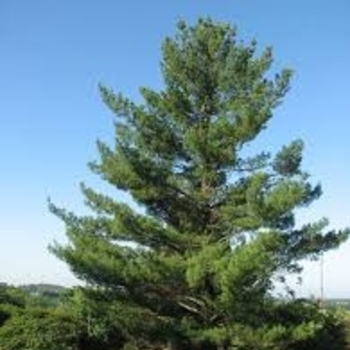 Pinus strobus 'Torulosa' 