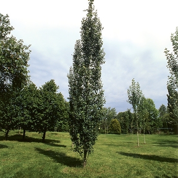 Populus tremula 'Erecta' 