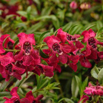 Angelonia angustifolia 'Balangflran' PP35843