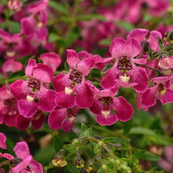 Angelonia angustifolia 'Balangflorc' 