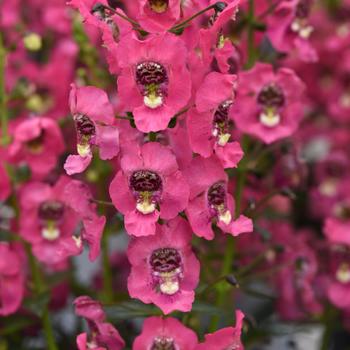 Angelonia angustifolia