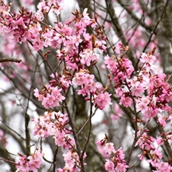 Prunus sargentii 'Columnaris' 