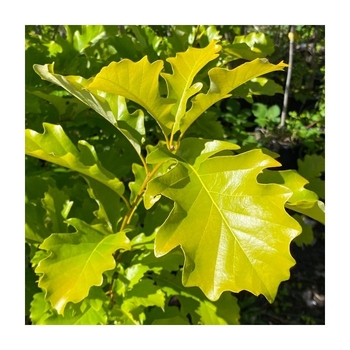 Quercus 'Taylor' 