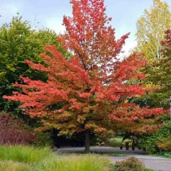 Quercus palustris