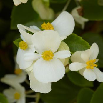 Begonia Hula™ '' (274587)