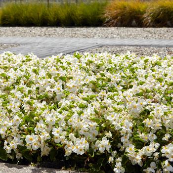 Begonia Hula™ '' (274588)