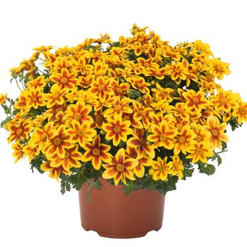 Bidens ferulifolium 'Bidy Boom Ember' 