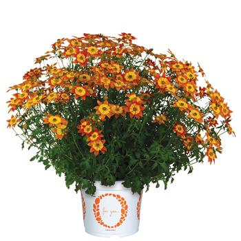 Bidens ferulifolium 'Bidy Boom Wildfire' 