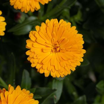 Calendula officinalis