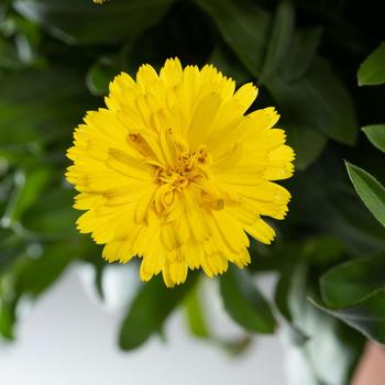 Calendula officinalis