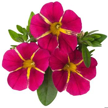 Calibrachoa 