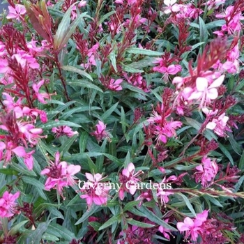 Gaura lindheimeri