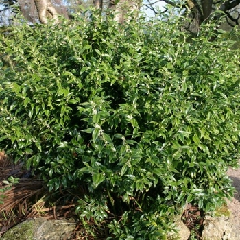 Sarcococca ruscifolia