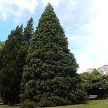 Sequoiadendron giganteum