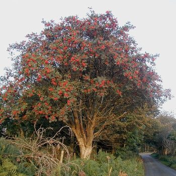 Sorbus aucuparia