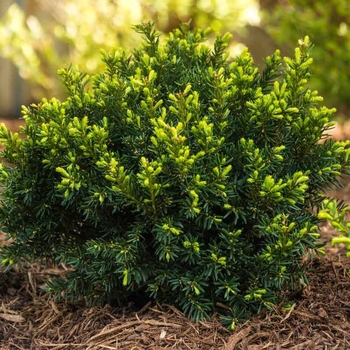 Taxus x media 'Dark Green Spreader' 