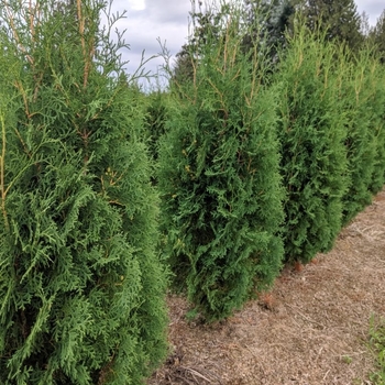 Thuja plicata 'Excelsa' 