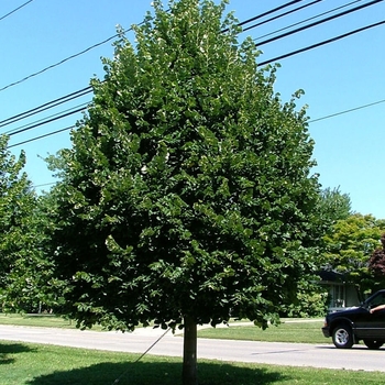 Tilia cordata 'Greenspire' 