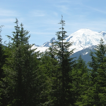 Tsuga heterophylla