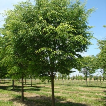 Zelkova serrata 'Green Vase' PP05,080