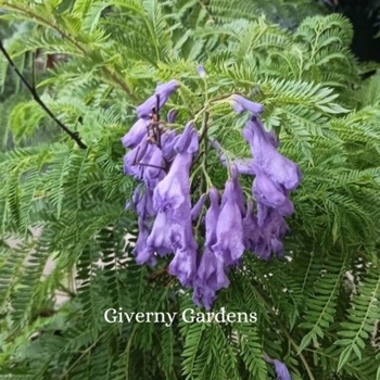 Jacaranda 'Bonsai Blue' PPAF