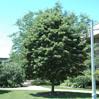 Tilia tomentosa 'Sterling' 