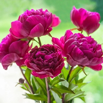 Paeonia lactiflora 'Felix Crousse' 