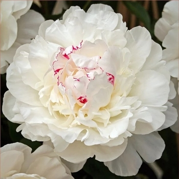 Paeonia lactiflora 'Festiva Maxima' 