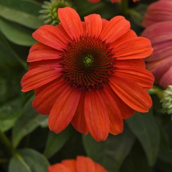 Echinacea Sombrero® 'Mandarin Mambo' (274671)