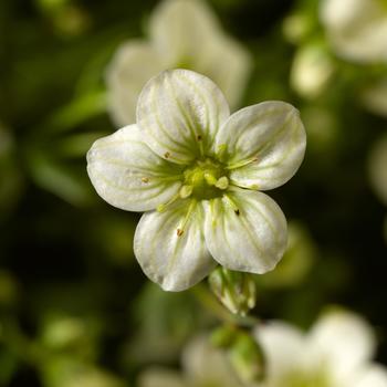 Saxifraga x arendsii 'Lime' 