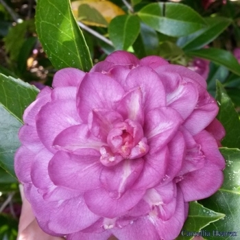 Camellia japonica 'LA Peppermint' 