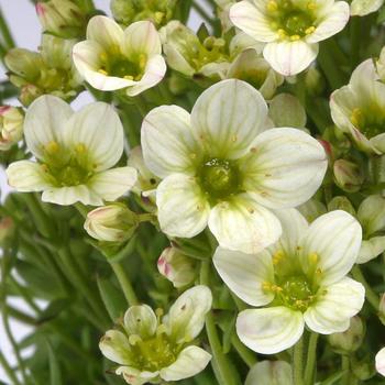 Saxifraga x arendsii 'Limegreen' 