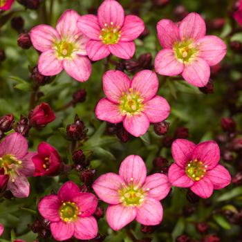 Saxifraga x arendsii 'Pink' 