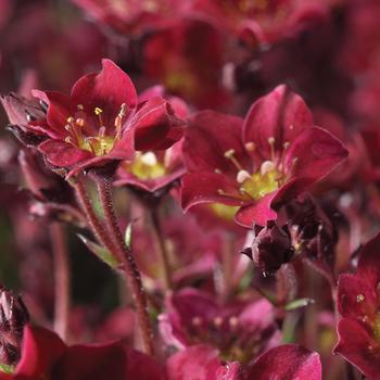 Saxifraga x arendsii Touran™ 'Deep Red Imp' (274679)