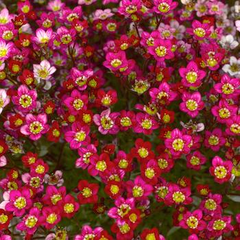 Saxifraga x arendsii 'Scarlet' 