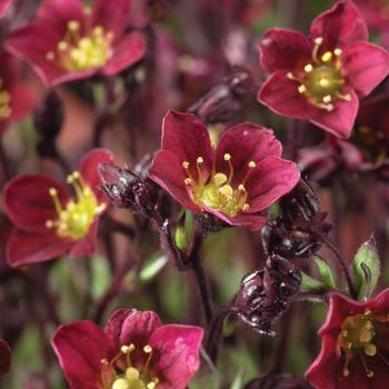 Saxifraga x arendsii Touran™ 'Scarlet' (274681)