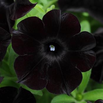 Petunia Slingshot™ '' (274684)