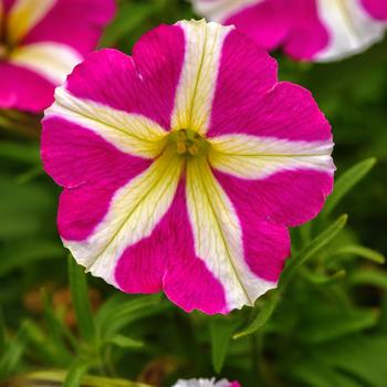 Petunia 'Heartwheel' 