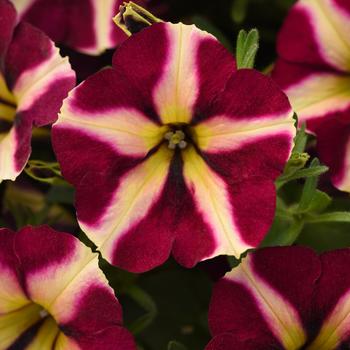 Petunia 'Lemonberry' 