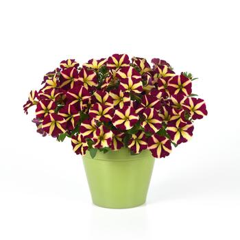 Petunia Slingshot™ 'Lemonberry' (274691)