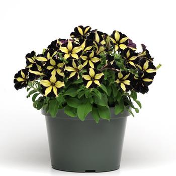 Petunia Slingshot™ 'Phantom' (274693)