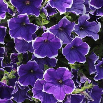 Petunia 'Balperblues' PP21493