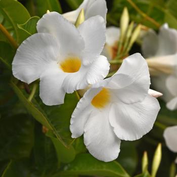 Mandevilla 