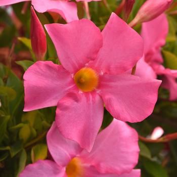 Mandevilla 