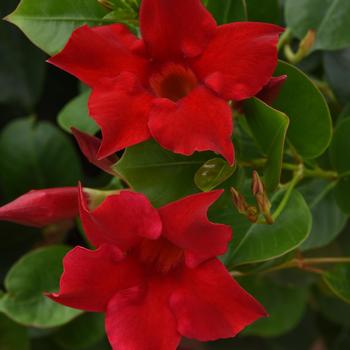 Mandevilla 