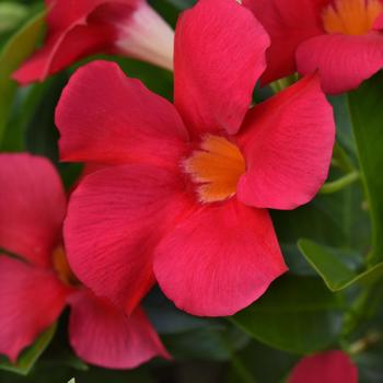 Mandevilla 