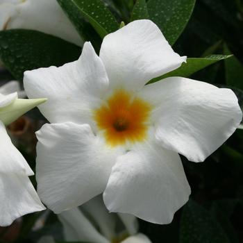 Mandevilla 