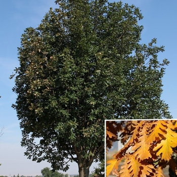 Quercus frainetto 'Schmidt' 