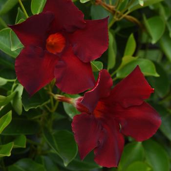 Mandevilla 